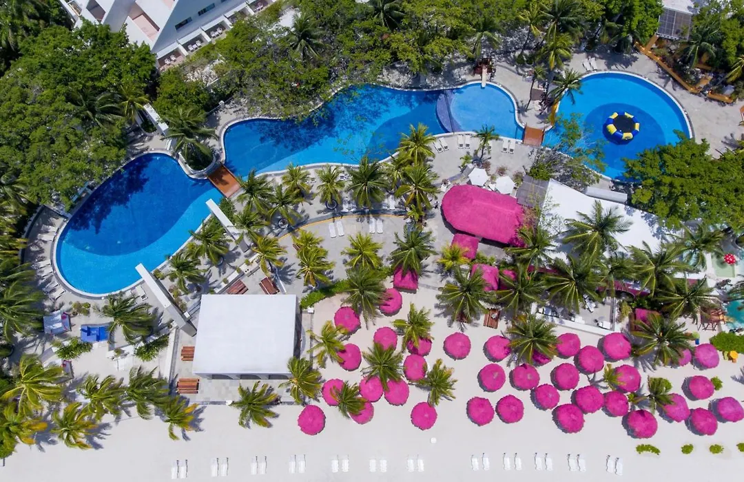 Oasis Palm-1