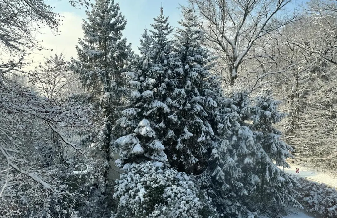 Wald-Hotel-1