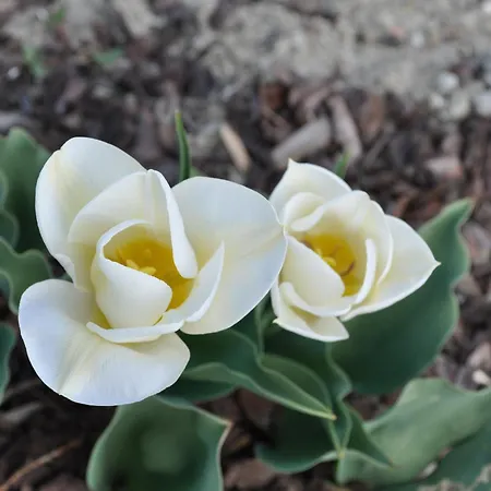 B&B Ambrosia-2