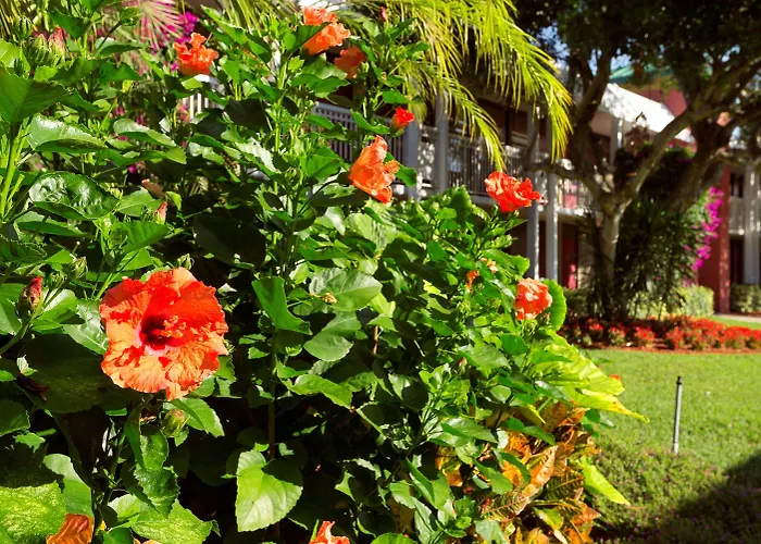 Collins Naples