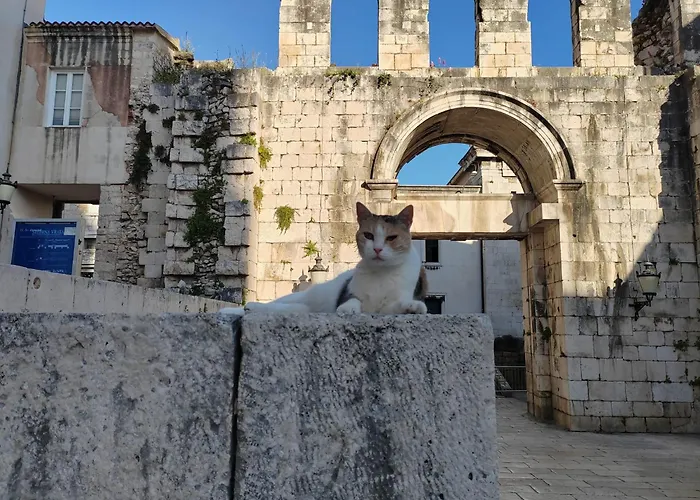 Hôtel accueillant les animaux: Split It Hostel