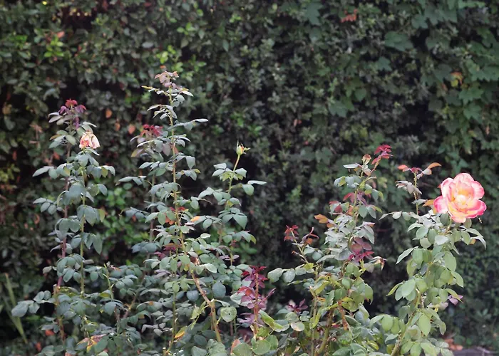 Il Giardino dei Desideri