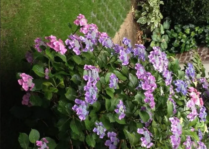 Hotel con vistas: Hotel Am Hofgarten